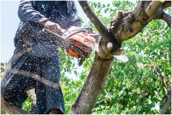 tree services Lock Haven